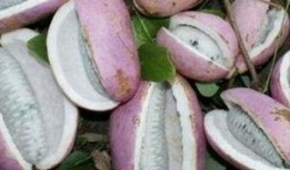 六枝八月瓜免费吃吗,免费采摘，共享丰收喜悦”