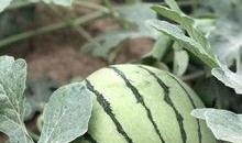 睢宁网红吃瓜,揭秘网络热点的背后真相