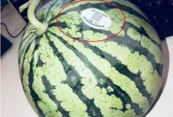 睢宁网红吃瓜,揭秘网络热点的背后真相