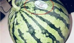 睢宁网红吃瓜,揭秘网络热点的背后真相