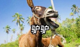 搞笑视频三驴子爆料,揭秘娱乐圈那些不为人知的幕后趣事