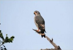 歌隼最新爆料,揭秘娱乐圈最新动态