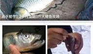 钓鱼爆料视频最新大全,高清大全视频揭秘钓鱼技巧与心得